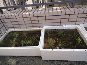 22年度卒園式道具一式 040.jpg