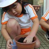 第147回幼稚園だより「チューリップ球根植え付け