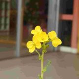 第174回幼稚園だより「冬季預かり保育」