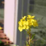 第179回幼稚園だより「菜の花、チューリップの芽」