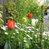 第217回幼稚園だより「チューリップが咲き始めました」