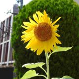 第57回幼稚園だより「夏の花々」